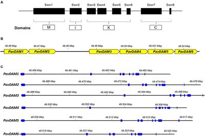 Identification and Characterization of DAMs Mutations Associated With Early Blooming in Sweet Cherry, and Validation of DNA-Based Markers for Selection